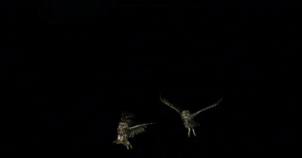 Schöne Eulen Fliegen Auf Dunklem Hintergrund — Stockvideo