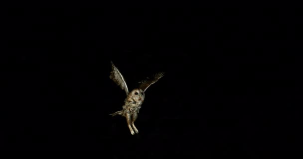 Eurasian Tawny Owl Strix Aluco Adult Flight Normandy France Αργή — Αρχείο Βίντεο