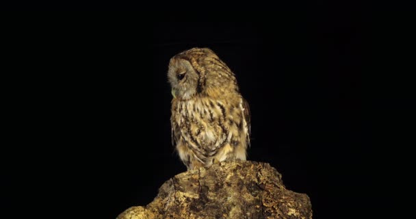 Beautiful Wild Owl Sitting Tree Dark Background — Stock Video