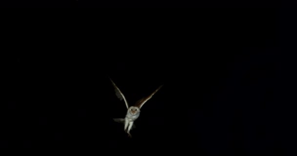 Hermoso Búho Volando Sobre Fondo Oscuro — Vídeos de Stock