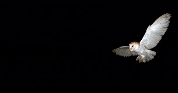 Mooie Uil Vliegen Donkere Achtergrond — Stockvideo
