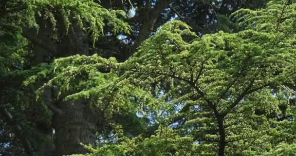 针叶树的绿枝 — 图库视频影像