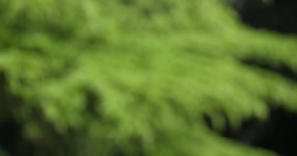 Αφηρημένη Θαμπάδα Πράσινα Κλαδιά Κωνοφόρων Δένδρων — Αρχείο Βίντεο