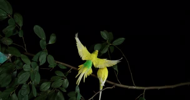 Prachtige Kleurrijke Papegaaien Boomtak Donkere Achtergrond — Stockvideo