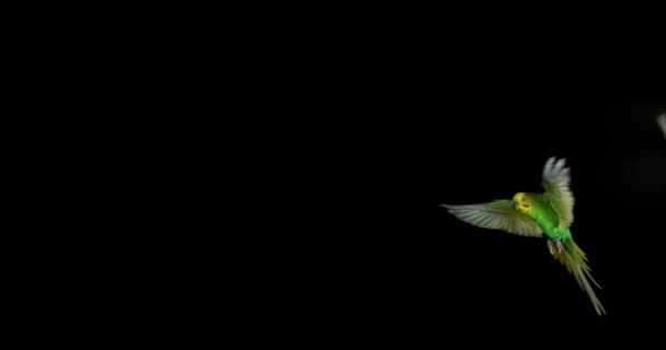 Gyönyörű Színes Papagáj Repül Sötét Háttér — Stock videók