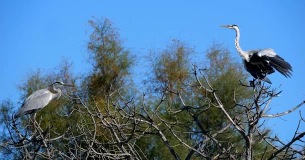 Ağaç Dallarında Oturan Güzel Kuşlar — Stok video