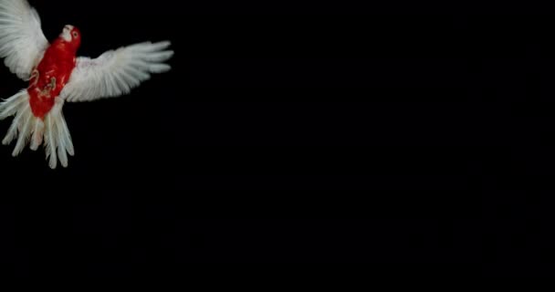 Όμορφη Πολύχρωμο Παπαγάλο Που Φέρουν Σκούρο Φόντο — Αρχείο Βίντεο