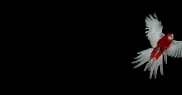 Beau Perroquet Coloré Volant Sur Fond Sombre — Video