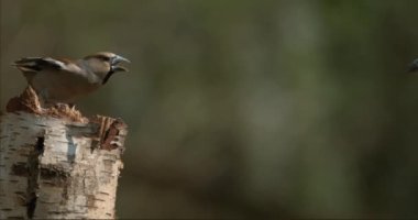 Kesilen ağaçtaki kuşlar bulanık doğada