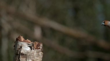 Kesilen ağaçtaki kuş bulanık doğada