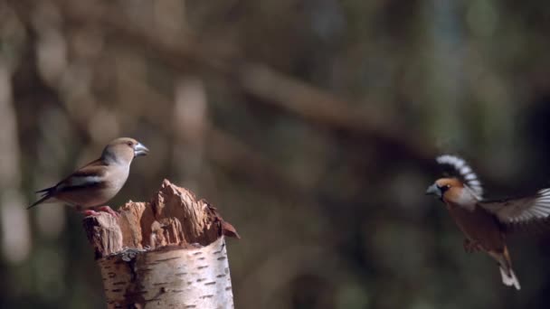 Птицы Вырубленном Дереве Размытой Природе — стоковое видео