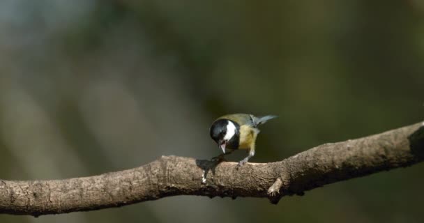 Great Tit Parus Major Adult Branch Wing Flapping Normandy France — Vídeos de Stock