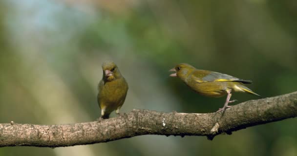 Hermosas Aves Rama Árbol Naturaleza Borrosa — Vídeo de stock
