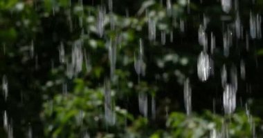 Bulanık orman arka planına düşen sular