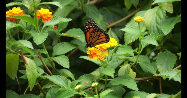 Monarchfalter Danaus Plexippus Schmetterling Auf Blume Stehend Zeitlupe — Stockvideo
