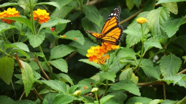 Μονάρχη Μπατερφλάι Danaus Plexippus Πεταλούδα Στέκεται Στο Λουλούδι Αργή Κίνηση — Αρχείο Βίντεο