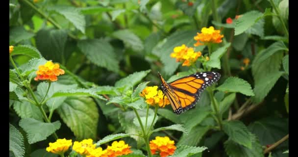 モナーク バタフライ Danaus Plexippus 花の上に立つ蝶 スローモーション — ストック動画