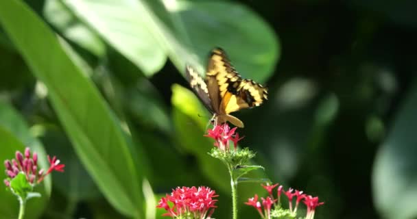 Reuzenzwaluwstaart Vlinder Papilio Kreeftachtigen Vlinder Staat Bloem Slow Motion — Stockvideo