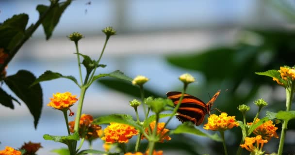 Eueides Butterfly Eueides Isabella Motyl Zapylający Kwiat Slow Motion — Wideo stockowe