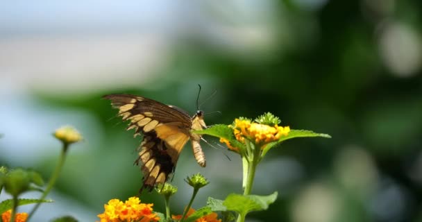 Borboleta Gigante Cauda Andorinha Cresphontes Papilio Borboleta Que Está Flor — Vídeo de Stock
