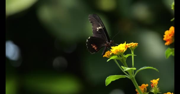 Mariposa Polinizando Una Flor Aleteando Alas Cámara Lenta — Vídeo de stock