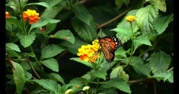 Kral Kelebeği Danaus Plexippus Kelebek Çiçek Üzerinde Duruyor Yavaş Hareket — Stok video