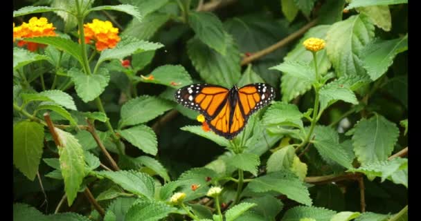 Mariposa Monarca Danaus Plexippus Mariposa Pie Sobre Flor Cámara Lenta — Vídeo de stock