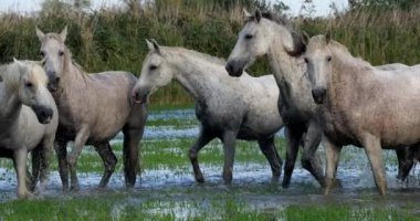 Camargue Atı, Herd Swamp, Saintes Marie de la Mer 'de dört nala koşuyor, Fransa' nın güneyinde, Slow Motion 4K