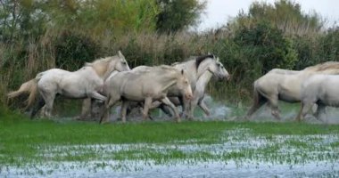 Camargue Atı, Herd Swamp, Saintes Marie de la Mer 'de dört nala koşuyor, Fransa' nın güneyinde, Slow Motion 4K