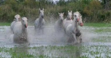 Camargue Atı, Herd Swamp, Saintes Marie de la Mer 'de dört nala koşuyor, Fransa' nın güneyinde, Slow Motion 4K