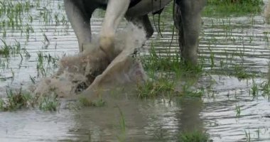 Camargue ya da Camarguais Horse, Bataklıktaki At Sabırsızlığın bir işareti olarak Toynaklarıyla Yerleri Tırmalıyor, Les Saintes Maries de la Mer Camargue, Slow Motion 4K