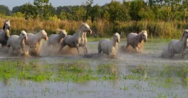 Camargue Atı, Herd Swamp, Saintes Marie de la Mer 'de dört nala koşuyor, Fransa' nın güneyinde, Slow Motion 4K