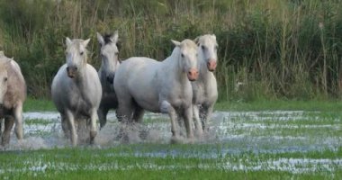 Camargue Atı, Herd Swamp, Saintes Marie de la Mer 'de dört nala koşuyor, Fransa' nın güneyinde, Slow Motion 4K