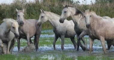 Camargue Atı, Herd Swamp, Saintes Marie de la Mer 'de dört nala koşuyor, Fransa' nın güneyinde, Slow Motion 4K