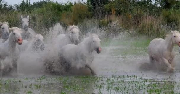 Camargue Horse Herd Klusat Nebo Cválat Bažinou Saintes Marie Mer — Stock video