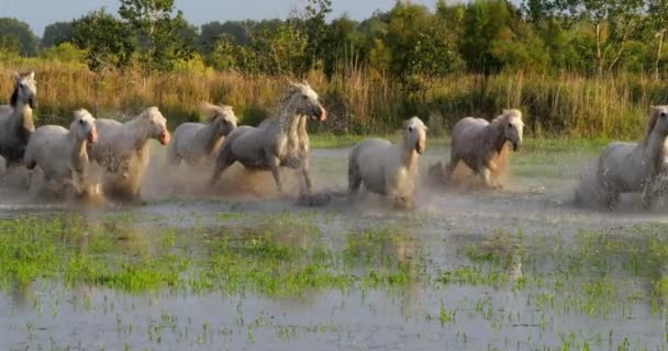 Camargue Horse Herd Ügetés Vagy Vágtázás Mocsárban Saintes Marie Mer — Stock videók