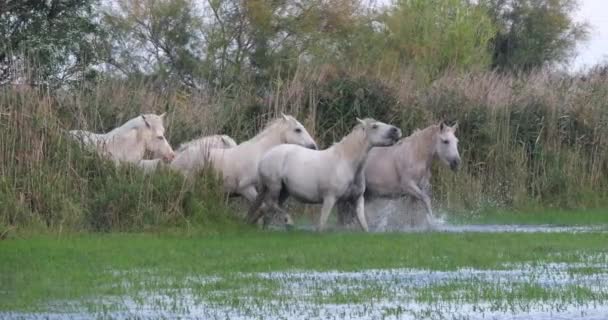 Camargument Horse Herd Trotting Galping Swamp Saintes Marie Mer Camargument — 비디오