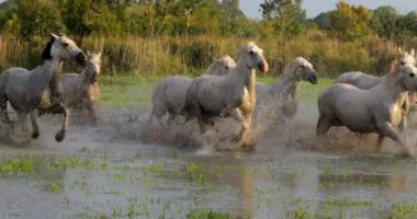Camargue Atı, Herd Swamp, Saintes Marie de la Mer 'de dört nala koşuyor, Fransa' nın güneyinde, Slow Motion 4K
