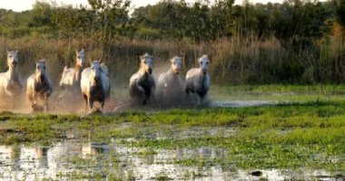 Camargue Atı, Herd Swamp, Saintes Marie de la Mer 'de dört nala koşuyor, Fransa' nın güneyinde, Slow Motion 4K