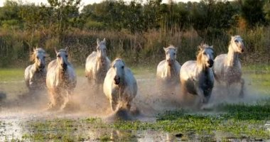 Camargue Atı, Herd Swamp, Saintes Marie de la Mer 'de dört nala koşuyor, Fransa' nın güneyinde, Slow Motion 4K