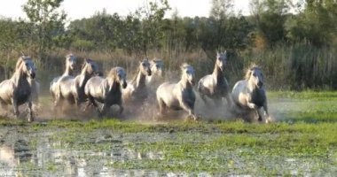 Camargue Atı, Herd Swamp, Saintes Marie de la Mer 'de dört nala koşuyor, Fransa' nın güneyinde, Slow Motion 4K