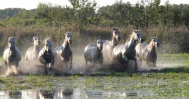 Camargue Atı, Herd Swamp, Saintes Marie de la Mer 'de dört nala koşuyor, Fransa' nın güneyinde, Slow Motion 4K