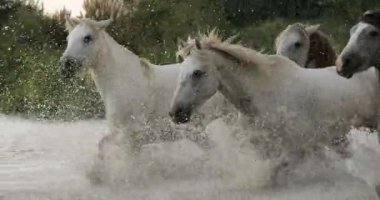 Camargue Atı, Herd Swamp, Saintes Marie de la Mer 'de dört nala koşuyor, Fransa' nın güneyinde, Slow Motion 4K