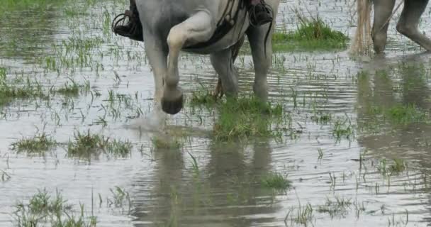 Camargue Camarguais Cavalo Cavalo Nos Pântanos Arranhando Chão Com Seu — Vídeo de Stock