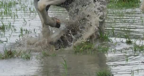 Camargue Camarguais Cavalo Cavalo Nos Pântanos Arranhando Chão Com Seu — Vídeo de Stock
