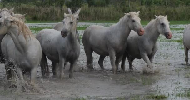 Camargue Horse Herd Trotting Galloping Swamp Saintes Marie Mer Camargue — Stock Video