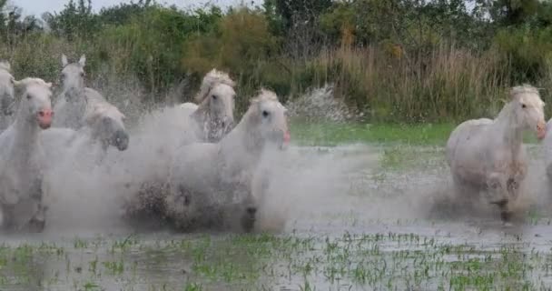Camargue Horse Herd Trotting Galloping Swamp Saintes Marie Mer Camargue — ストック動画