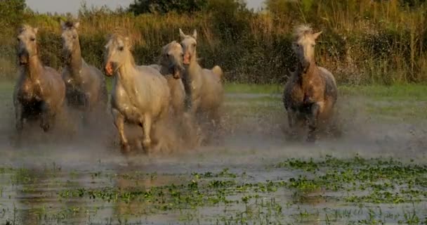 Лошадь Камарга Стадо Бродящее Болоту Saintes Marie Mer Камарге Юге — стоковое видео