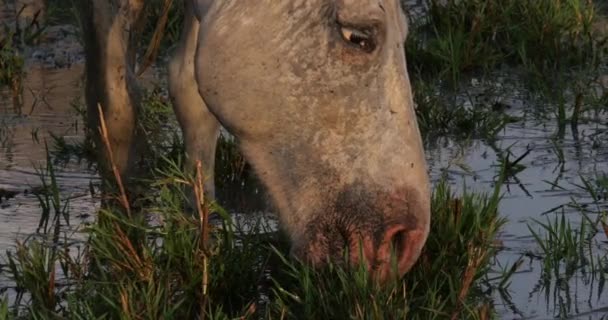 Cavalo Camargue Adulto Comendo Grama Através Pântano Saintes Marie Mer — Vídeo de Stock