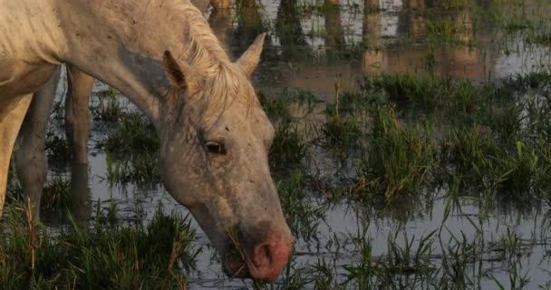 Camargue Horse Adult Jedzący Trawę Przez Bagna Saintes Marie Mer — Wideo stockowe